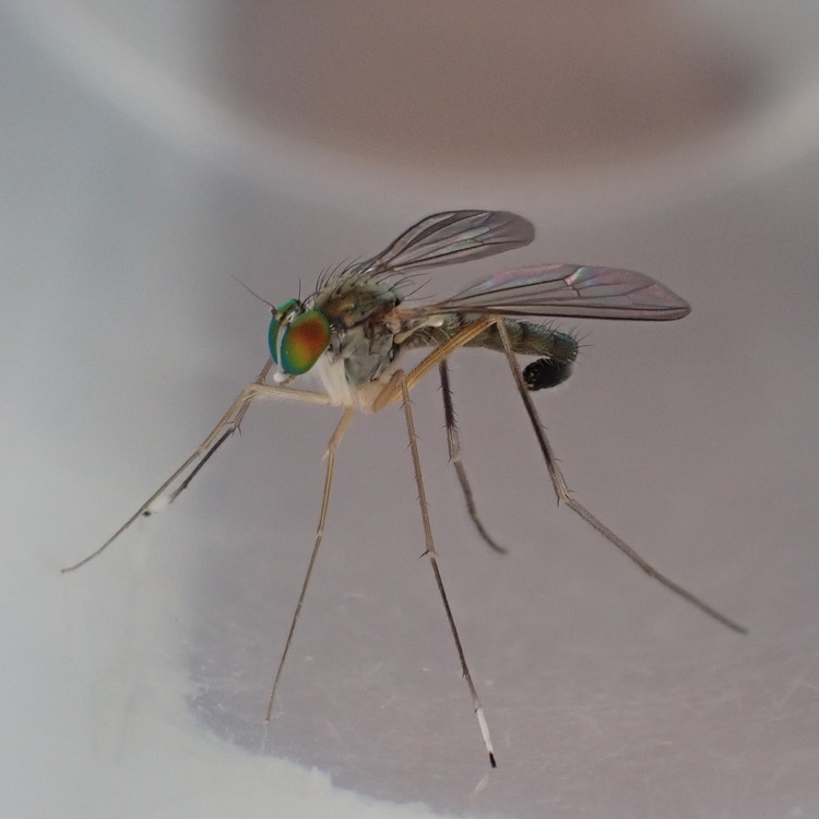 Sciapus platypterus, photo 1 of 10