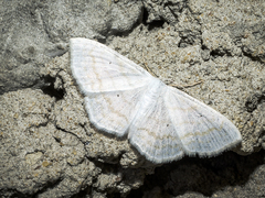 Scopula subpunctaria
