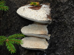 Spongipellis spumeus