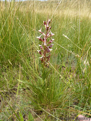 Disa cooperi