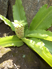 Eucomis montana