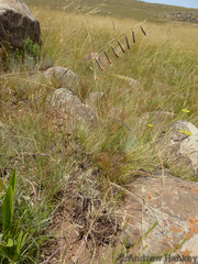 Dipcadi marlothii