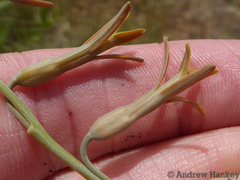 Dipcadi marlothii
