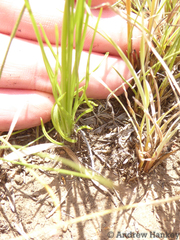 Dipcadi marlothii
