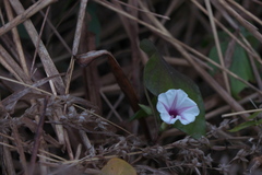 Ipomoea acanthocarpa