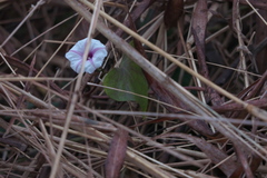 Ipomoea acanthocarpa