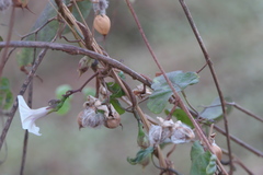 Ipomoea acanthocarpa