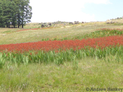 Crocosmia paniculata