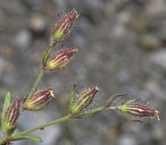 Silene sclerocarpa
