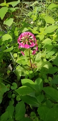 Primula pulverulenta