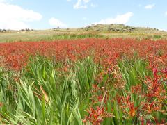 Crocosmia paniculata