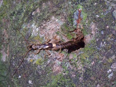 Cranopygia
