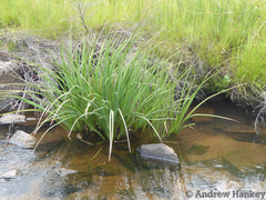 Kniphofia fluviatilis