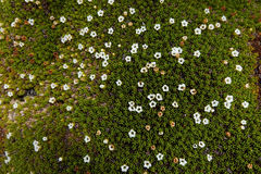 Dracophyllum muscoides