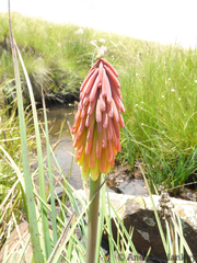 Kniphofia fluviatilis