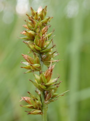 Carex muricata pairae