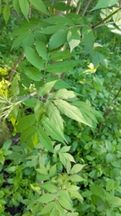 Sambucus racemosa