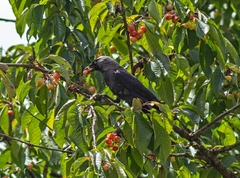 Corvus monedula