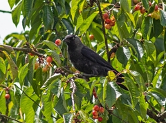 Corvus monedula