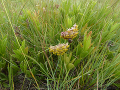 Asclepias albens