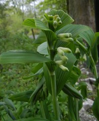 Polygonatum × hybridum