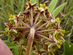 Asclepias albens