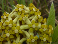 Asclepias albens