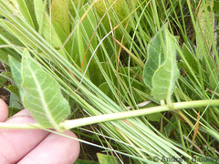 Asclepias albens