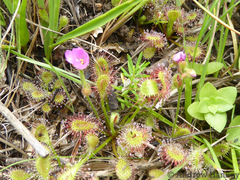 Drosera collinsiae