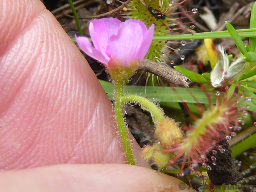 Drosera collinsiae (Drosera collinsiae)