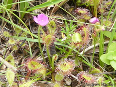 Drosera collinsiae