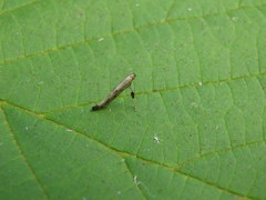 Caloptilia populetorum
