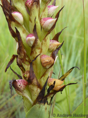 Disa versicolor