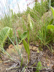 Brownleea parviflora