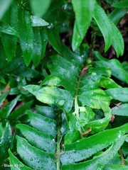 Taphrina polystichi