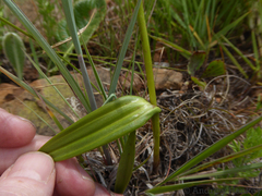 Brownleea parviflora
