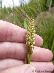 Brownleea parviflora