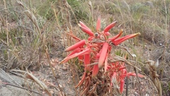Aloe micracantha