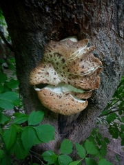 Cerioporus squamosus