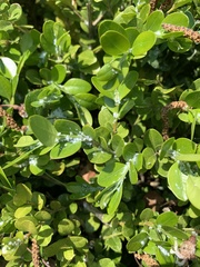 Psylla buxi