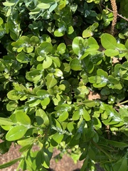 Psylla buxi