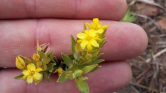 Gnidia styphelioides