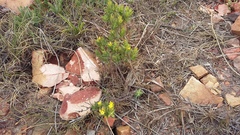 Gnidia styphelioides