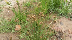 Juncus dregeanus