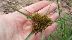 Cyperus polystachyos polystachyos