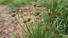 Cyperus polystachyos polystachyos