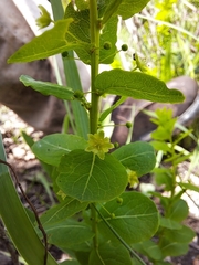 Phyllanthopsis phyllanthoides