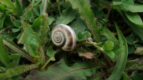 suchomilka stepná (Xerolenta obvia)