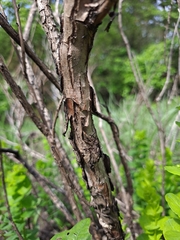 Phyllanthopsis phyllanthoides