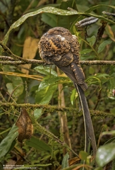 Uropsalis segmentata